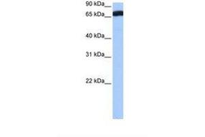 Image no. 1 for anti-Zinc Finger Protein 806 (ZNF806) (AA 447-496) antibody (ABIN6739475) (ZNF806 Antikörper  (AA 447-496))