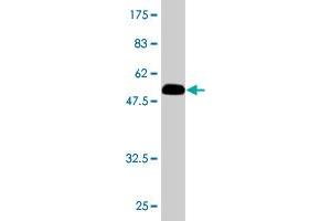 Western Blot detection against Immunogen (54.