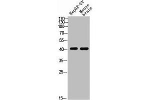 Western blot analysis of HEPG2-UV MOUSE-BRAIN using p-EDG-1 (T236) antibody. (S1PR1 Antikörper  (pThr236))