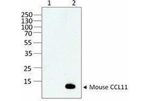 Western Blotting (WB) image for anti-Chemokine (C-C Motif) Ligand 11 (CCL11) antibody (ABIN7517588)