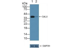 Knockout Varification: Lane 1: Wild-type Jurkat cell lysate, Lane 2: CALU knockout Jurkat cell lysate, Predicted MW: 37kd Observed MW: 37kd Primary Ab: 3 μg/mL Rabbit Anti-Human CALU Antibody Second Ab: 0. (CALU Antikörper  (AA 20-315))