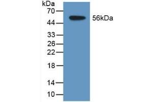 Detection of Recombinant TDH, Human using Polyclonal Antibody to L-Threonine Dehydrogenase (TDH) (Tdh Antikörper  (AA 1-229))