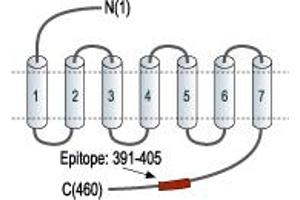 anti-Hypocretin (Orexin) Receptor 2 (HCRTR2) (AA 391-405), (C-Term), (Intracellular) antibody
