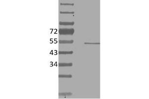Image no. 1 for anti-V-Ets erythroblastosis Virus E26 Oncogene Homolog 1 (Avian) (ETS1) antibody (ABIN5067756) (ETS1 Antikörper)