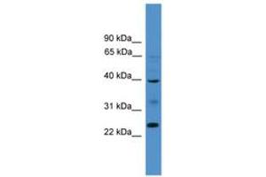 Image no. 1 for anti-Butyrophilin-Like 8 (BTNL8) (AA 161-210) antibody (ABIN6745463) (BTNL8 Antikörper  (AA 161-210))
