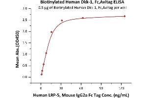ELISA image for Dickkopf Homolog 1 (DKK1) (AA 32-266) protein (Fc Tag,AVI tag,Biotin) (ABIN6253199)