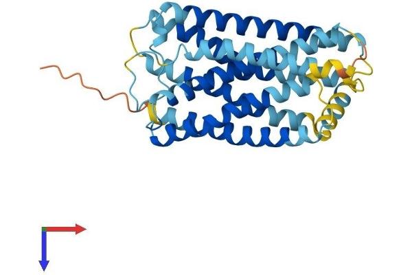 GPR141 Protein (AA 1-305) (His tag)