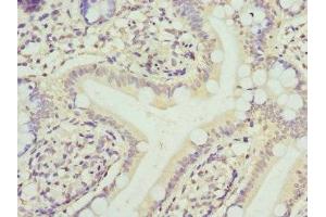 Immunohistochemistry of paraffin-embedded human small intestine tissue using ABIN7152793 at dilution of 1:100 (FGF19 Antikörper  (AA 25-216))