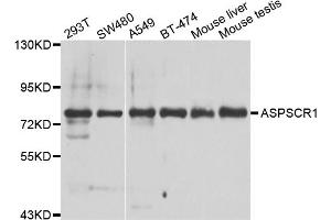 Western blot analysis of extracts of various cell lines, using ASPSCR1 antibody (ABIN5975297) at 1/1000 dilution. (ASPSCR1 Antikörper)
