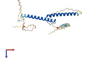Myogenin Protein (AA 1-224) (His tag)