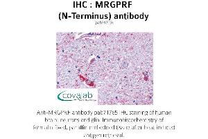 Image no. 1 for anti-MAS-Related GPR, Member F (Mrgprf) (Extracellular Domain), (N-Term) antibody (ABIN1737071) (Mrgprf Antikörper  (Extracellular Domain, N-Term))