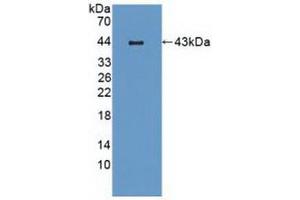 Western blot analysis of recombinant Mouse MIP3b.