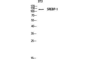 Western Blot (WB) analysis of 3T3 lysis using SREBP-1 antibody. (SREBF1 Antikörper  (Tyr1175))