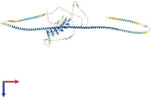 Ankyrin Repeat Domain 20 Family, Member A1 (ANKRD20A1) (AA 1-823) protein (His tag)