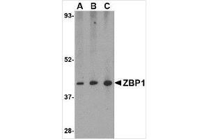 Western blot analysis of ZBP1 in mouse small intestine tissue lysate with ZBP1 antibody at (A) 0. (ZBP1 Antikörper  (C-Term))
