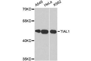 Western blot analysis of extracts of various cell lines, using TIAL1 antibody. (TIAL1 Antikörper  (AA 266-375))