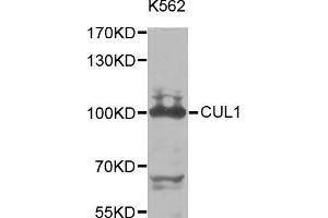 Western blot analysis of extracts of K-562 cells, using CUL1 antibody (ABIN5971163) at 1/1000 dilution. (Cullin 1 Antikörper)