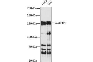 Western blot analysis of extracts of various cell lines, using GOLPH4 antibody (ABIN7267489) at 1:1000 dilution. (Golgi Integral Membrane Protein 4 (GOLIM4) (AA 34-300) Antikörper)