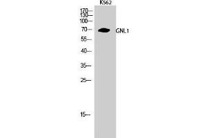 Western Blot (WB) analysis of K562 cells using GNL1 Polyclonal Antibody. (GNL1 Antikörper  (N-Term))