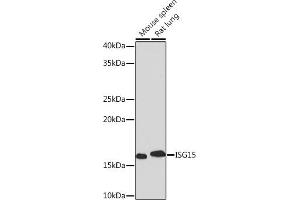 Western blot analysis of extracts of various cell lines, using ISG15 Rabbit mAb (ABIN7268023) at 1:1000 dilution. (ISG15 Antikörper)