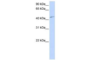 Western Blot showing PCTK3 antibody used at a concentration of 1-2 ug/ml to detect its target protein.