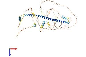 CREB3L3 Protein (AA 1-479) (His tag)
