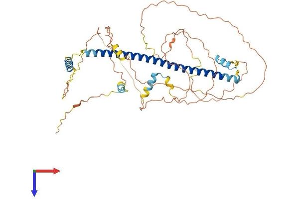 CREB3L3 Protein (AA 1-479) (His tag)