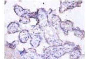 Immunohistochemistry analysis of Lactadherin Antibody using paraffin-embeded human placenta at a dilution of 1/00. (MFGE8 Antikörper  (AA 25-334) (FITC))