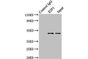 Western Blotting (WB) image for anti-E2F Transcription Factor 1 (E2F1) (AA 133-362) antibody (ABIN7172513)