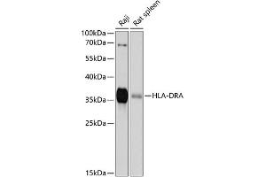 Western blot analysis of extracts of various cell lines, using HLA-DRA antibody (ABIN6131757, ABIN6141827, ABIN6141829 and ABIN6215475) at 1:1000 dilution. (HLA-DRA Antikörper  (AA 26-216))