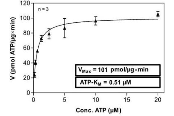 MAPKAP Kinase 2 Protein (AA 1-370)