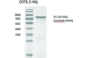 Recombinant DOT1L (1-416), active protein gel.