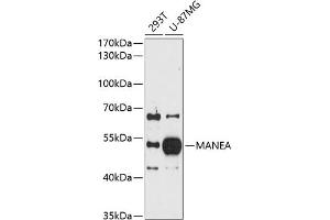 Western blot analysis of extracts of various cell lines, using MANEA antibody (ABIN6128266, ABIN6143458, ABIN6143459 and ABIN6214962) at 1:1000 dilution. (MANEA Antikörper  (AA 30-100))