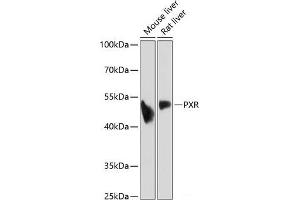 Western blot analysis of extracts of various cell lines using PXR Polyclonal Antibody at dilution of 1:1000. (NR1I2 Antikörper)