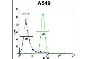 FSTL1 Antibody (C-term) (ABIN654491 and ABIN2844224) flow cytometric analysis of A549 cells (right histogram) compared to a negative control cell (left histogram). (FSTL1 Antikörper  (C-Term))
