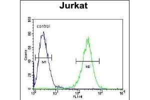 P1 Antibody (Center) (ABIN654665 and ABIN2844361) flow cytometric analysis of Jurkat cells (right histogram) coared to a negative control cell (left histogram). (MPP1 Antikörper  (AA 301-327))