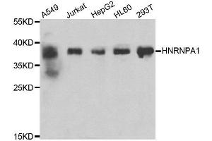 Western blot analysis of extracts of various cell lines, using HNRNPA1 antibody. (HNRNPA1 Antikörper)