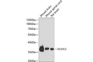 HuC/ELAVL3 antibody  (AA 1-100)
