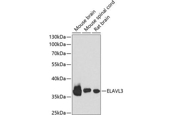 HuC/ELAVL3 anticorps  (AA 1-100)