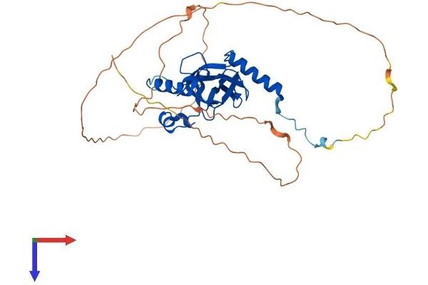 SETD8 Protein (AA 1-349) (His tag)