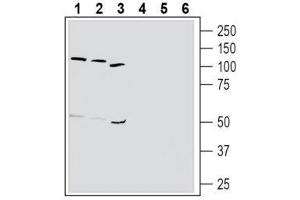 Western blot analysis of human K562 chronic myelogenous leukemia cell line lysate (lanes 1 and 4), human HL-60 promyelocytic leukemia cell line lysate (lanes 2 and 5) and human MEG-01 megakaryoblastic leukemia cell line lysate (lanes 3 and 6): - 1-3. (TBXA2R Antikörper  (Extracellular, N-Term))