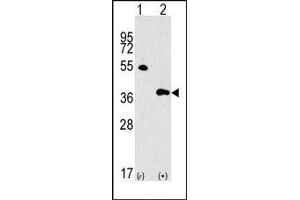 Image no. 1 for anti-G protein beta subunit-like (GBL) (Middle Region) antibody (ABIN360719) (GBL Antikörper  (Middle Region))