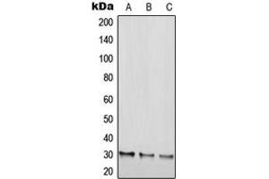 Western blot analysis of RGS20 expression in HEK293T (A), NIH3T3 (B), H9C2 (C) whole cell lysates. (RGS20 Antikörper  (Center))