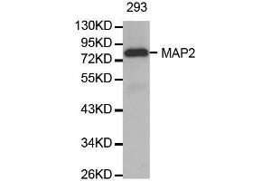 Western blot analysis of extracts of 293 cell line, using MAP2 antibody. (MAP2 Antikörper  (AA 260-559))