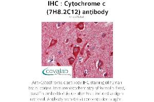 Image no. 1 for anti-Cytochrome C, Somatic (CYCS) antibody (ABIN5693541) (Cytochrome C Antikörper)
