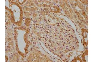 IHC image of ABIN7140082 diluted at 1:100 and staining in paraffin-embedded human kidney tissue performed on a Leica BondTM system. (WWC3 Antikörper  (AA 65-85))