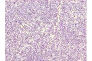 Immunohistochemistry of paraffin-embedded human thymus tissue using ABIN7162540 at dilution of 1:100