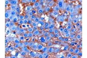 ABIN185487 (1µg/ml) staining of paraffin embedded Human Liver. (ENPP1 Antikörper  (C-Term))