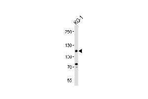 Western blot analysis of lysate from KG-1 cell line, using CD34 Antibody (C-term) (ABIN6243650 and ABIN6577893). (CD34 Antikörper  (C-Term))