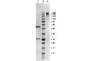 SDS-PAGE results of Goat Gamma Globulin. (gamma Globulin Fraction Protein)